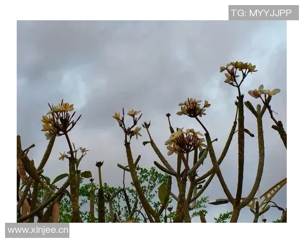 奥斯卡回忆疫情期间差点加盟巴萨愿意低薪为球队效力六个月 奥斯卡回忆疫情期间差点加盟巴萨愿意低薪为球队效力六个月